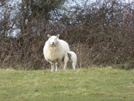 S18_1_Sheep And Baby Lamb