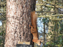 S19_2_Climbing Down The Tree