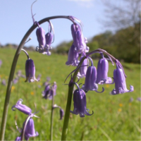 S20_04_English Bluebell