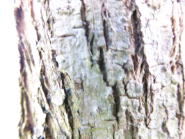 S25_04_2MagnifiedBark