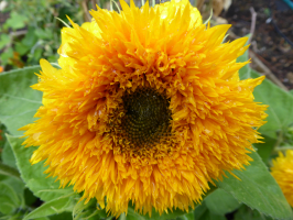 S27_02_HugeSunflower