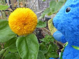 S27_05_TeddyWithHisSunflower