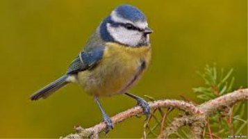 S36_01_BlueTitInTheGarden