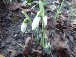 S38_02_SnowdropsInTheBorder