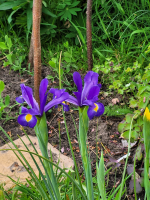 S53_03_Irises