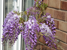 S53_04_Wisteria