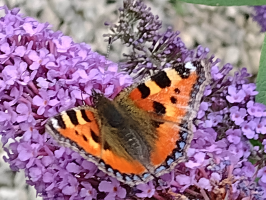 S64_02_SmallTortoiseshellOnBuddleia