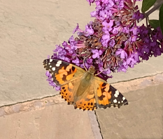 S64_06_PaintedLadyOnBuddleia