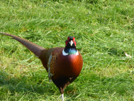 S66_02_PhilThePheasant