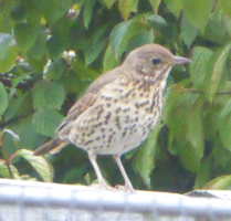 S80_02_Thrush