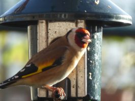 S80_03_Goldfinch