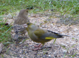 S80_05_Greenfinch