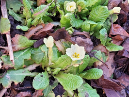 S83_03_PrettyPrimroses