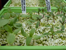 S96_04_SunflowerAndMarigoldSeedlings