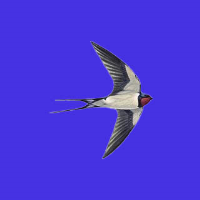 S97_01_Swallow