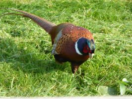 S110_03_ColourfulPheasant