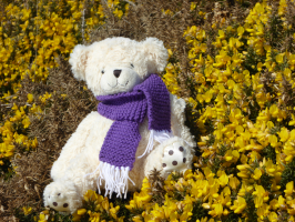 S111_04_SurroundedByGorse