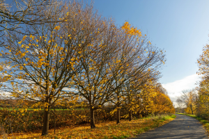 S116_02_NearlyBareBranches