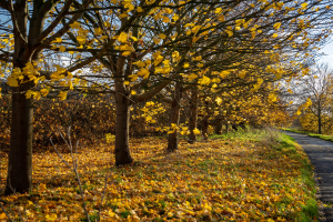 S116_03_FallenLeaves