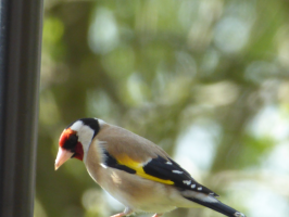 S127_04_OneOfTheFourGoldfinches