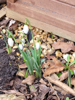 S128_01_FirstSnowdrop