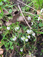 S128_05_EvenMoreSnowdrops