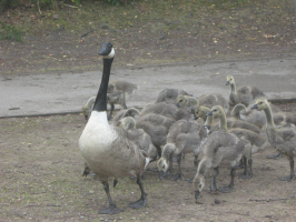 S142_01_MummyGooseAndGoslings