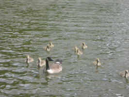 S142_02_SwimmingOnTheLake