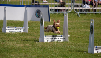 S147_01_PlayingFlyball