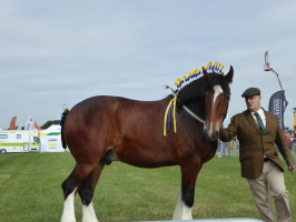 S147_05_ShireHorse