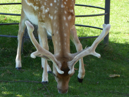 S152_03_Antlers