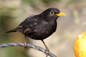 S162_01_Blackbird