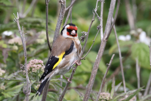 S162_02_Goldfinch