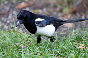 S162_05_Magpie