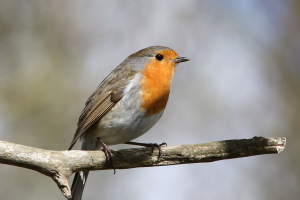 S162_06_Robin