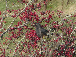 S163_03_BlackbirdFeasting