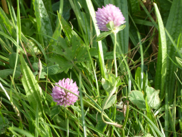 S163_06_Clover