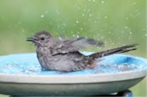 S169_06_NoIceOnBirdBaths