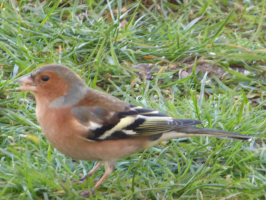 S170_02_AnElusiveChaffinch