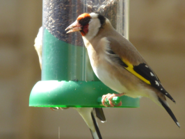 S170_05_ReliableGoldfinch