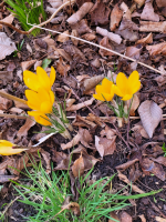 S171_01_YellowCrocuses